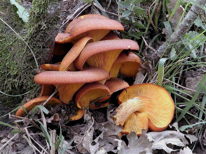 I Miei Funghi 3�